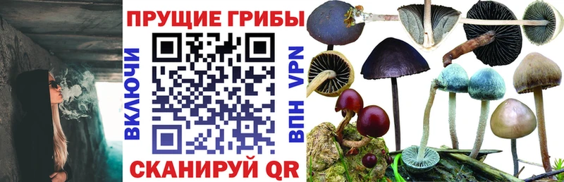 Галлюциногенные грибы мицелий  Купить  Тихорецк 